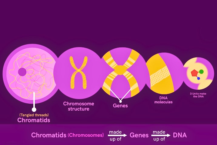 babies dad chromosome